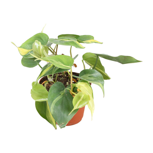 Philodendron Brasil - Pflanzfix24