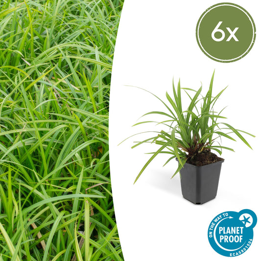 6x Carex morrowii 'Irish Green' - ↕10-25cm - Ø9cm - Pflanzfix24.de - Pflanzfix24.de