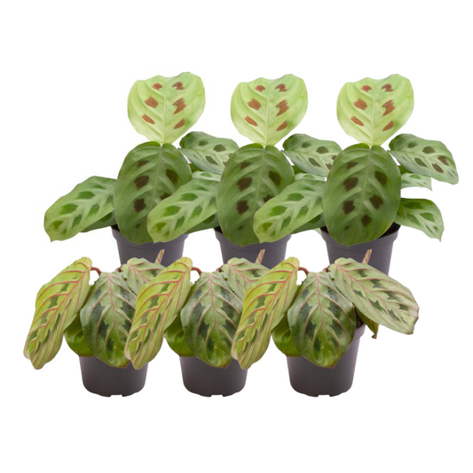 6x Maranta Mix - Pflanzfix24