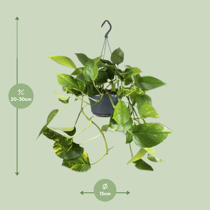 Epipremnum Aureum - Ø15cm - ↕25cm von Pflanzfix24.de - Pflanzfix24.de