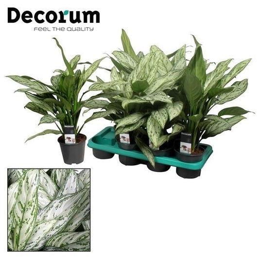 Aglaonema Silver Queen (Decorum) - Ø14cm - ↕45cm bei Pflanzfix24