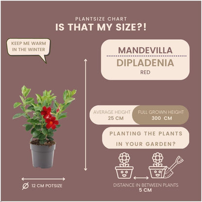 6 x Dipladenia Red - Mandevilla Red Ø12 cm - ↕25 cm - Pflanzfix24