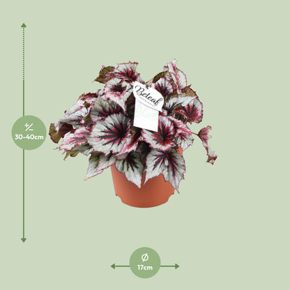 Begonia Beleaf Evening Glow - Ø17cm - ↕33cm - Pflanzfix24