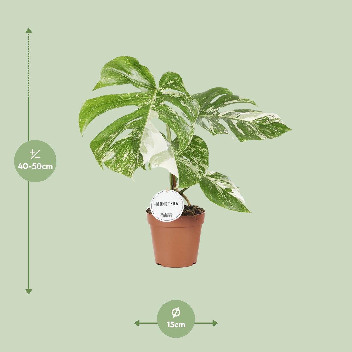 Monstera Variegata Ø15cm 45cm Höhe – Pflanzfix24