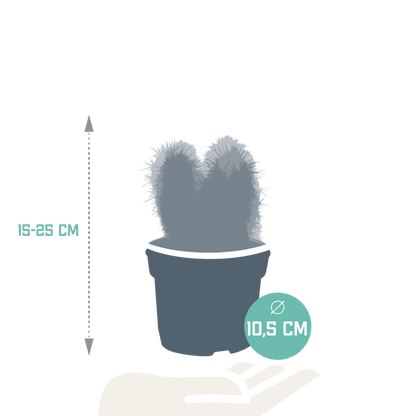 Cereus-Mischung 10,5 cm - 3x - zonder pot - Pflanzfix24.de - Pflanzfix24.de