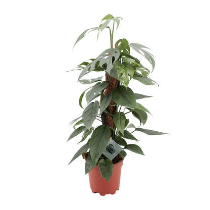 Epipremnum Pinnatum Cebu Blue - Ø17cm - ↕60cm - Pflanzfix24.de - Pflanzfix24.de