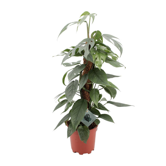 Epipremnum Pinnatum Cebu Blue - Ø17cm - ↕60cm - Pflanzfix24.de - Pflanzfix24.de