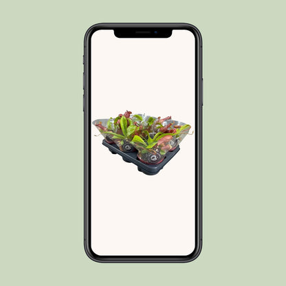 Nepenthes Alata Kannenpflanze – Pflanzfix24.de** - Pflanzfix24.de