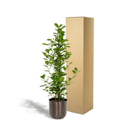 Ficus Microcarpa Moclame - Ø21cm - Pflanzfix24.de - Pflanzfix24.de