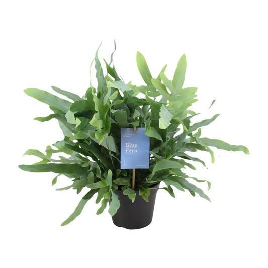 Phlebodium Blue Fern 40cm Ø14cm – Goldener Stummelfarn | Pflanzfix24.de - Pflanzfix24.de