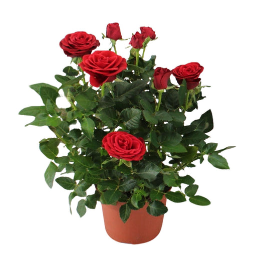 Rosa Red - Ø12cm - ↕29cm - Pflanzfix24