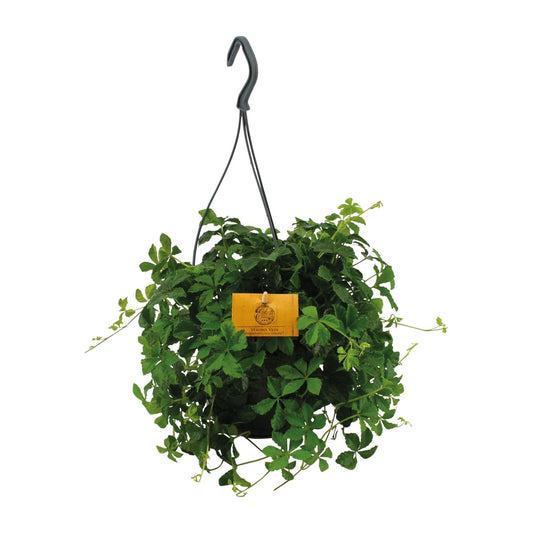 Parthenocissus striata hängend Ø15cm – Zierende Efeu-Alternative | Pflanzfix24.de - Pflanzfix24.de