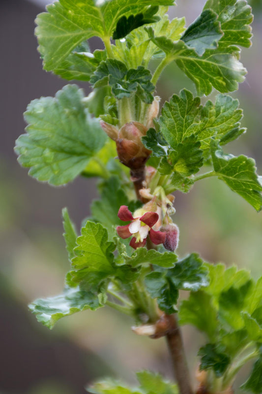 2x - Ribes Easycrisp® 'Lady Sun' - ↨45cm - Ø13 - Pflanzfix24