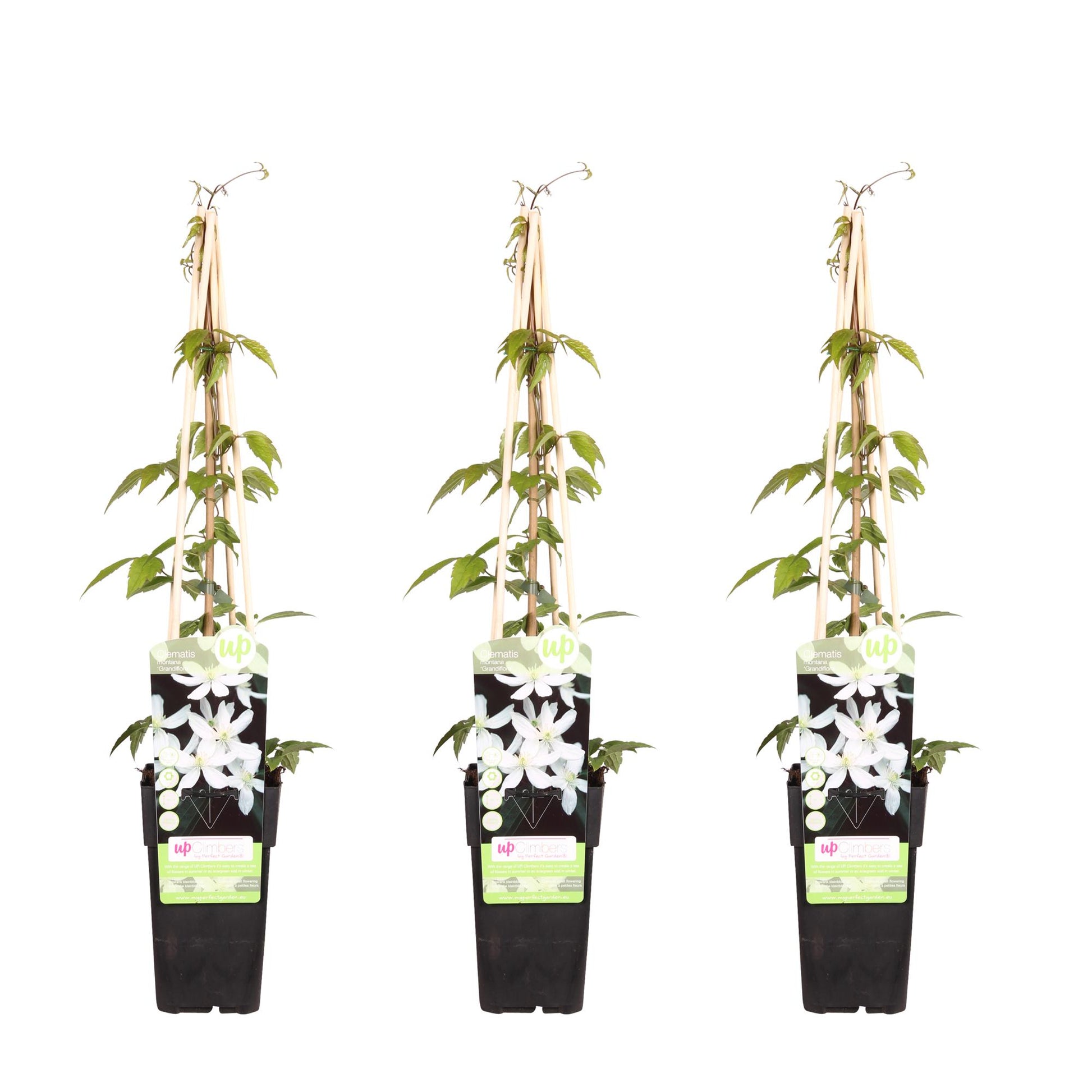 3x - Clematis Montana 'Grandiflora' - ↨65cm - Ø15 - Pflanzfix24.de - Pflanzfix24.de