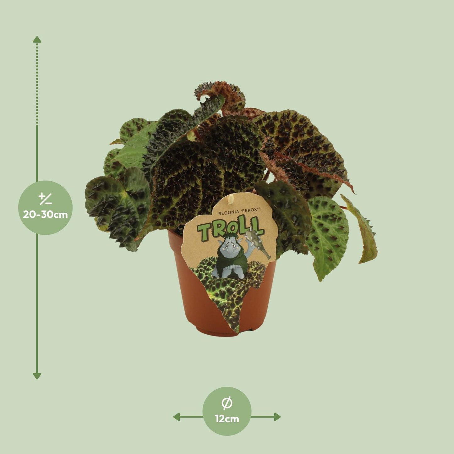 Begonia Rex Ferox - Ø12 ↕25 bei Pflanzfix24