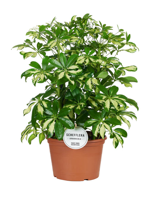 Schefflera Gerda Ø21cm, 55cm | Elegante Zimmerpflanze | Pflanzfix24.de - Pflanzfix24.de
