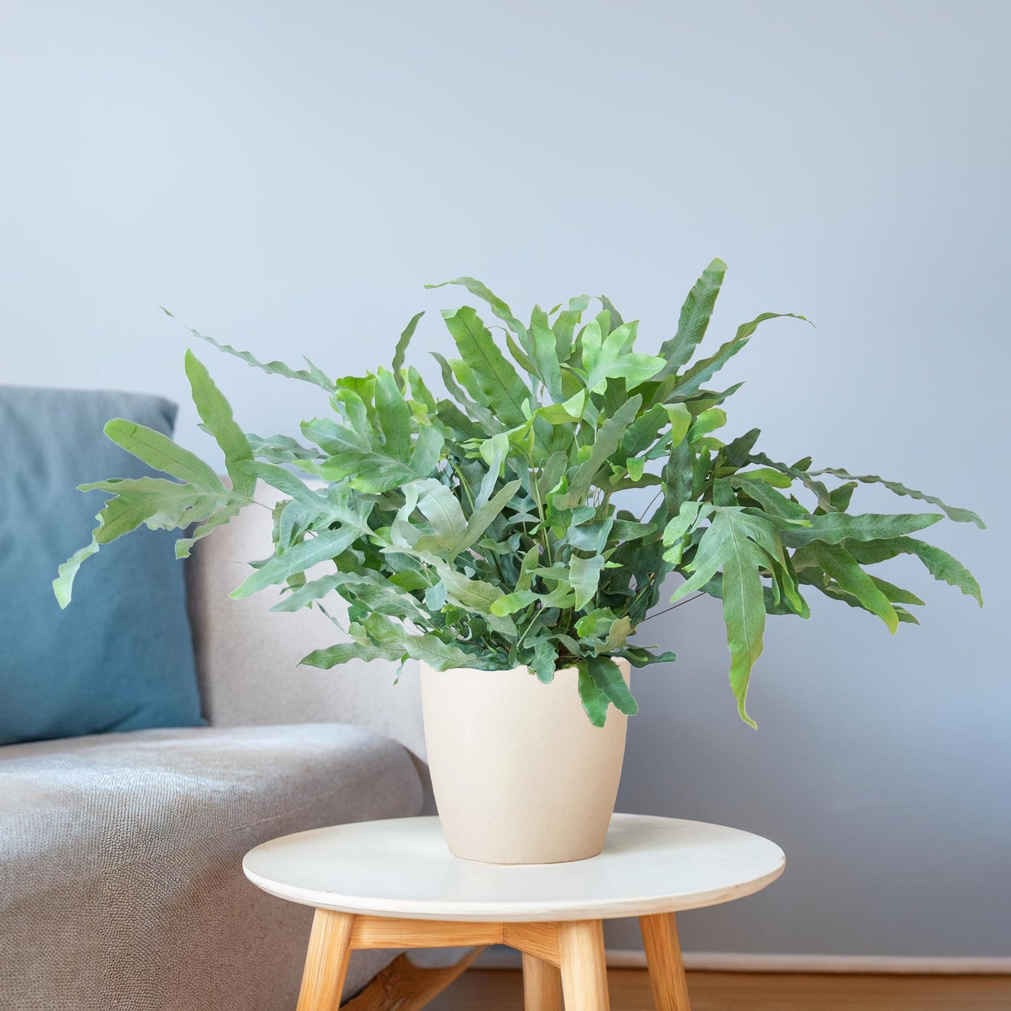 Phlebodium Aureum 'Blue Star' mit Viber weiß - 40cm - Ø17 - Pflanzfix24