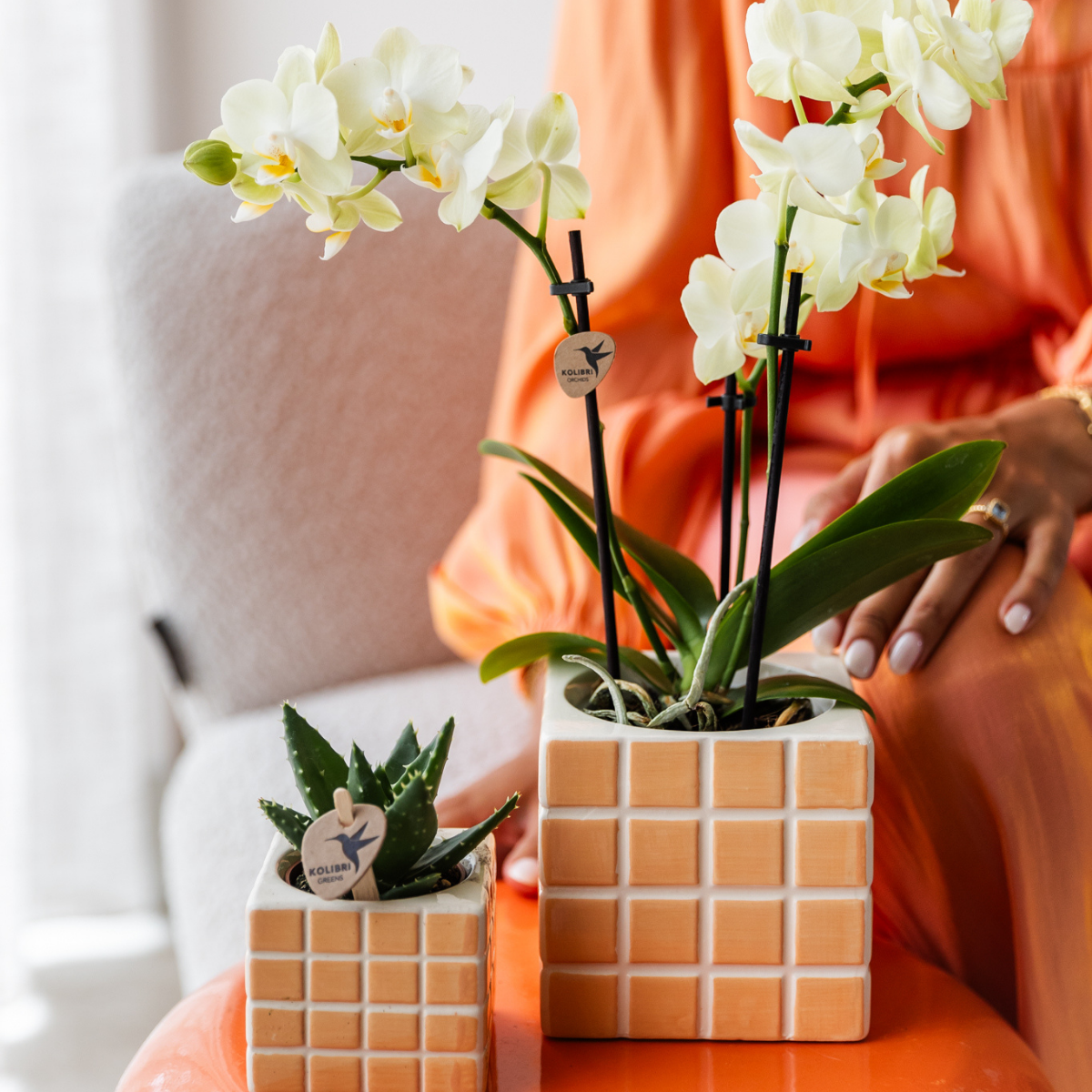 Phalaenopsis Orchidee Gelb Ø9 cm ohne Topf – Pflanzfix24.de - Pflanzfix24.de