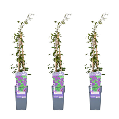 3x - Clematis Viticella 'Polish Spirit' - ↨65cm - Ø15 - Pflanzfix24