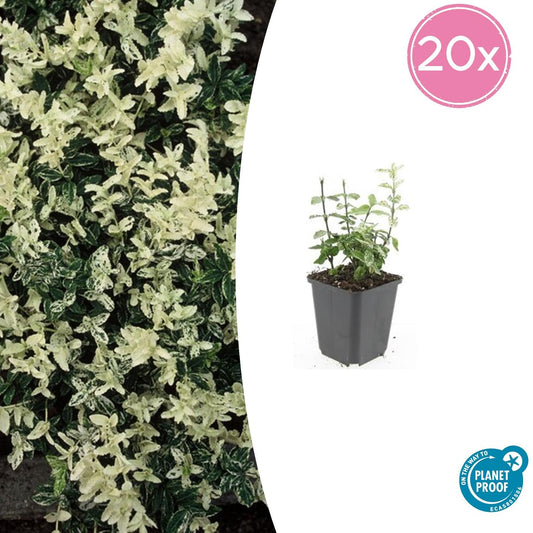 20x Euonymus fort. 'Harlequin' - Dekorativer Gartenbodenbelag von Pflanzfix24.de - ↕10-25cm - Ø9cm - Pflanzfix24.de