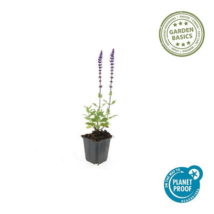20x Salvia nem. 'Caradonna' - ↕10-25cm - Ø9cm - Pflanzfix24.de - Pflanzfix24.de