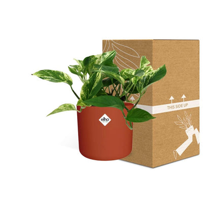 Scindapsus Marble Queen in ELHO b.for soft rond 14cm brique - Pflanzfix24