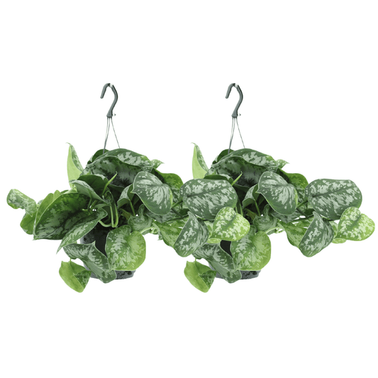 Scindapsus Pictus Trebie 2er-Set Ø15cm, 25cm hoch – Zimmerpflanzen | Pflanzfix24.de - Pflanzfix24.de