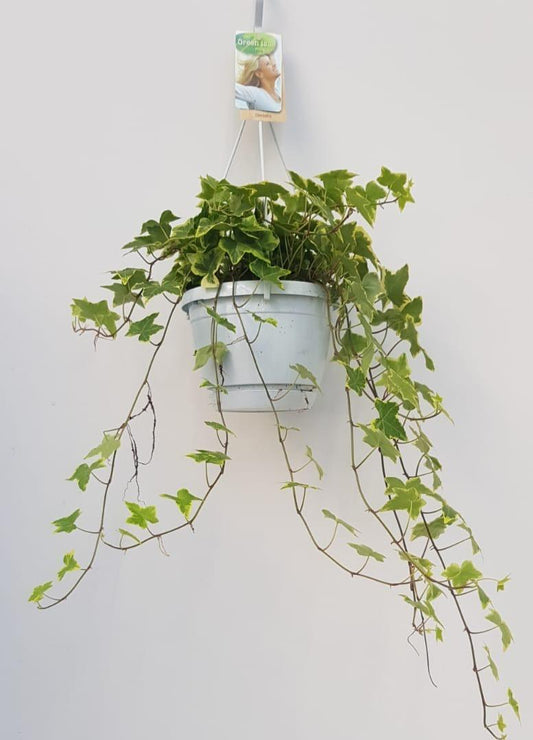 Hedera Helix Geelbont - Hangpot Wit / Basic - Ø17cm - Pflanzfix24