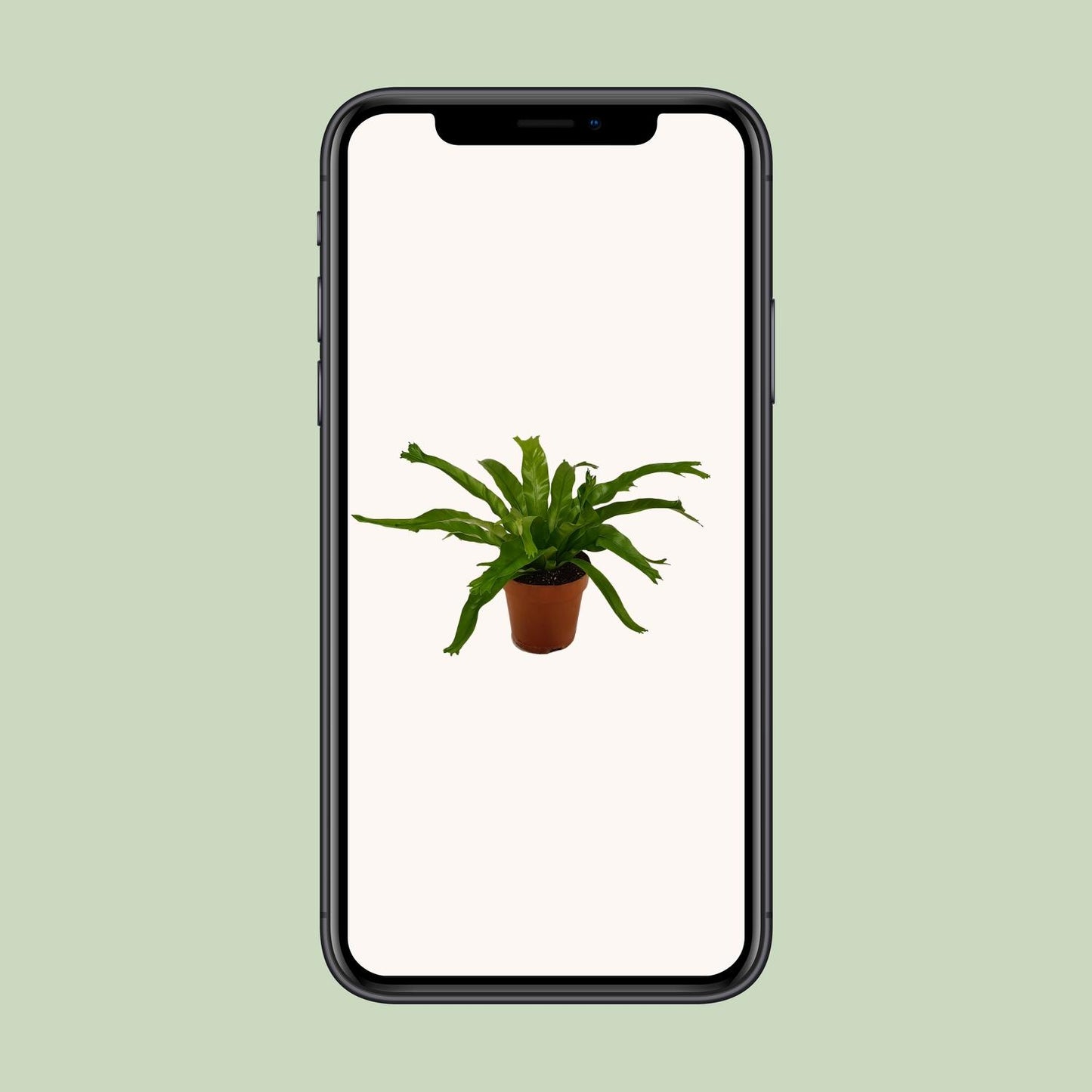 Asplenium Crissie - Ø12cm - ↕30cm - Pflanzfix24