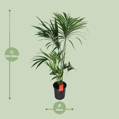 Kentia-Palme - Howea Forsteriana - Ø24cm - ↕130cm - Pflanzfix24