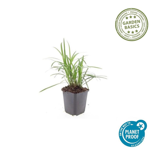 6x Liriope muscari 'Moneymaker' Ø9cm - Bodendecker bei Pflanzfix24