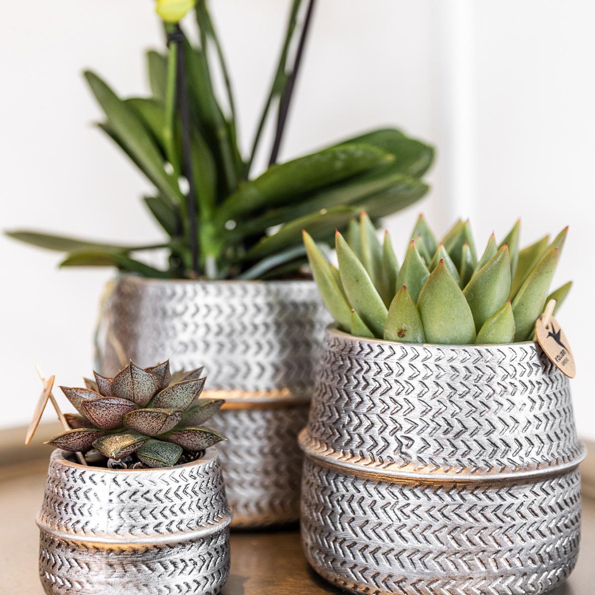 Pflanzenset Groove Silber mit Orchidee & Sukkulente – Pflanzfix24.de - Pflanzfix24.de