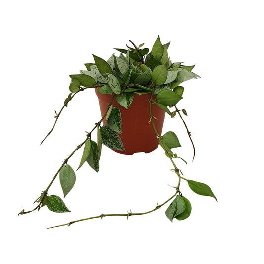Hoya Krohniana Eskimo - Ø12cm - ↕15cm von Pflanzfix24