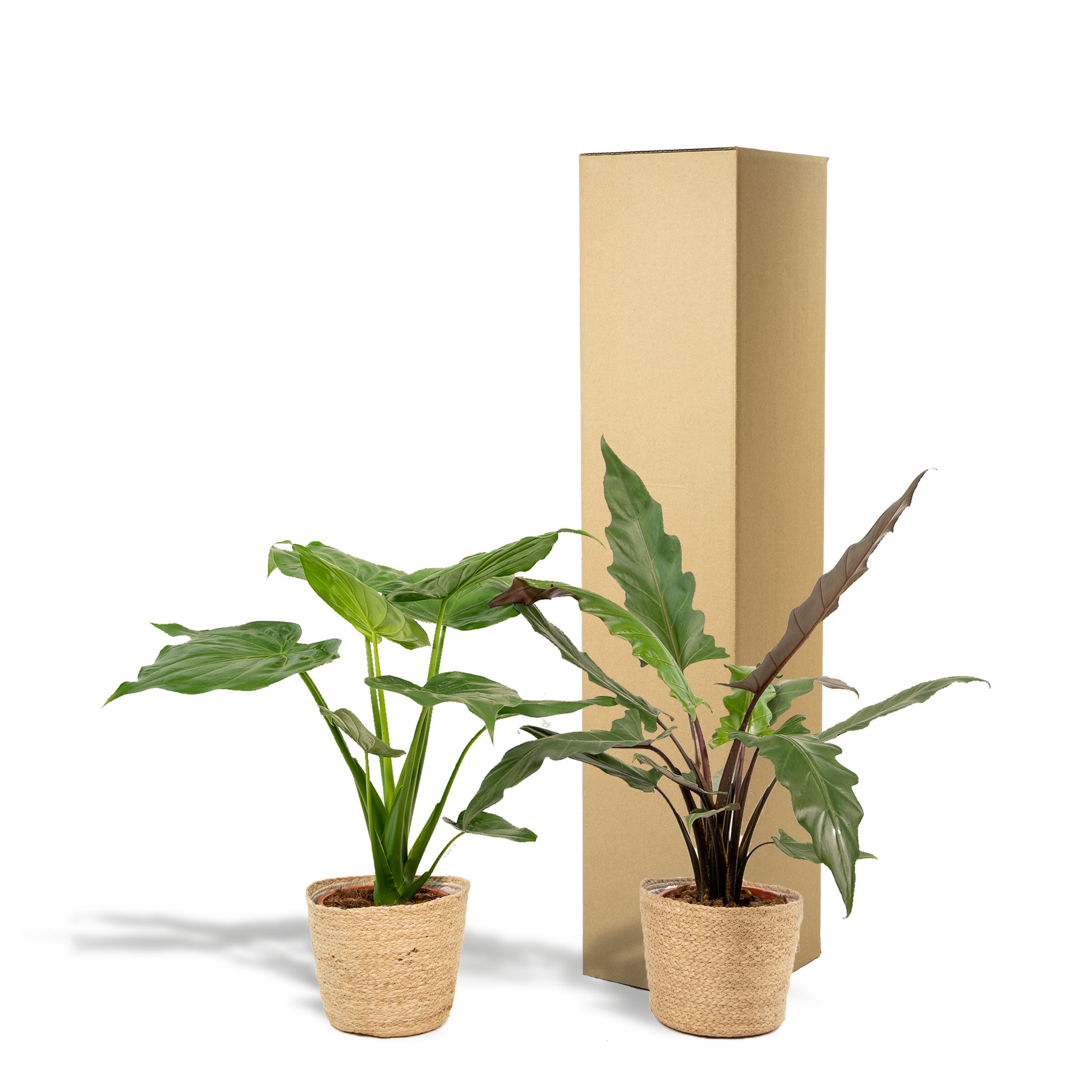 Alocasia Cucullata & Lauterbachiana Set + Korb - Pflanzfix24.de - Pflanzfix24.de