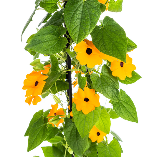 4x Thunbergia alata Sunny Susy New Orange Ø13 cm - ↕60 cm - Pflanzfix24.de - Pflanzfix24.de