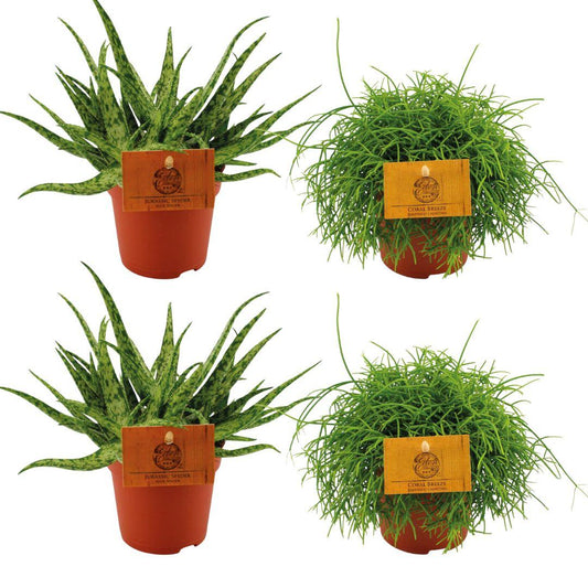2x Aloe Spider + 2x Rhipsalis Cassutha - 4 stuks - Ø10.5cm - ↕10cm - Pflanzfix24