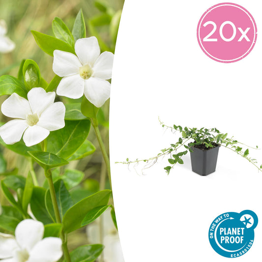 20x Vinca minor 'Alba' - Bodendecker für sonnige und schattige Plätze - Pflanzfix24.de - Pflanzfix24.de
