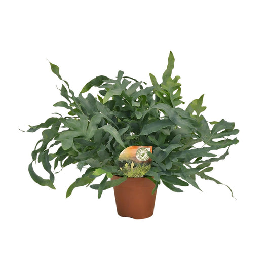 Phlebodium Blue Star 60cm Ø17cm – Große Zimmerpflanze | Pflanzfix24.de - Pflanzfix24.de