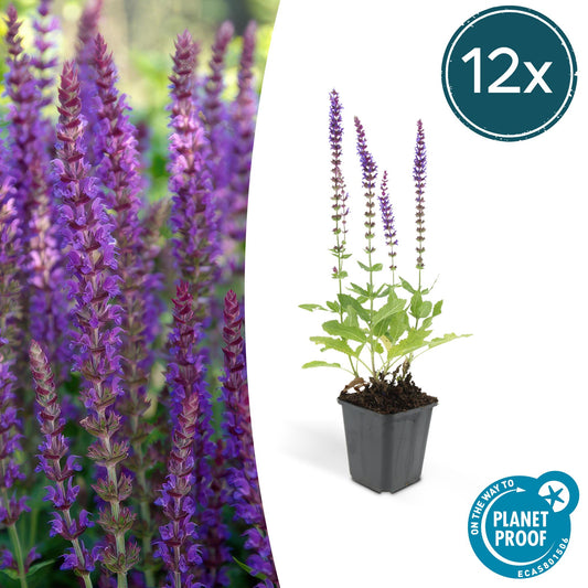 12x Salvia nemorosa 'Ostfriesland' Stauden 10-25cm | Pflanzfix24.de - Pflanzfix24.de