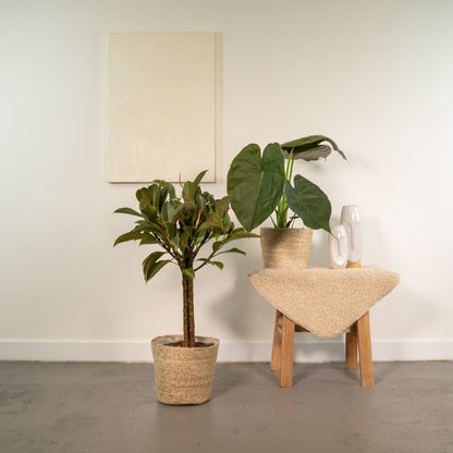Ficus Elastica Melany & Alocasia Wentii Set - Pflanzfix24