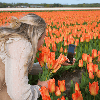Orange Emperor Tulpe - 15 Blumenzwiebeln - Größe 12+ - Pflanzfix24