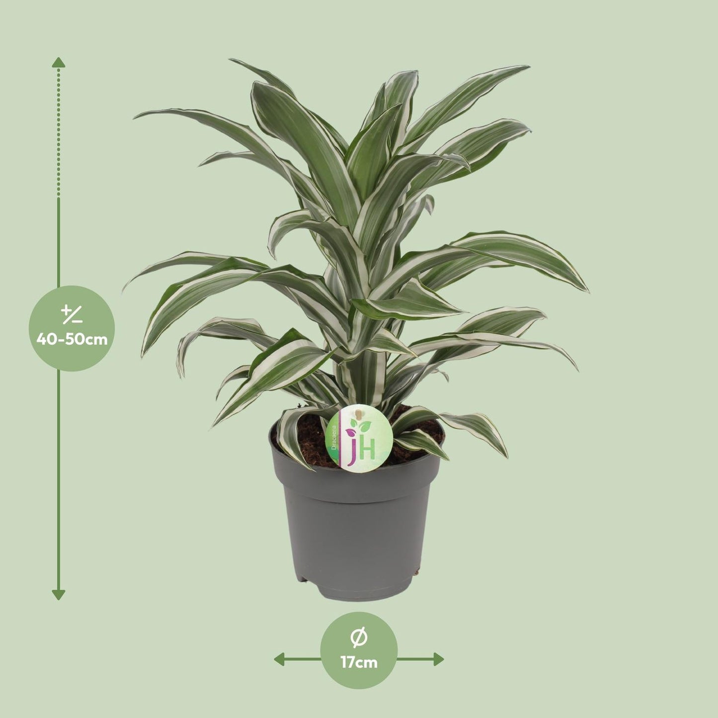 Dracaena Fragrans weiß - Ø17cm - ↕40cm - Pflanzfix24
