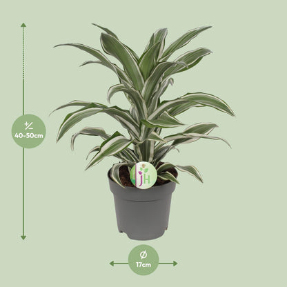 Dracaena Fragrans weiß - Ø17cm - ↕40cm - Pflanzfix24