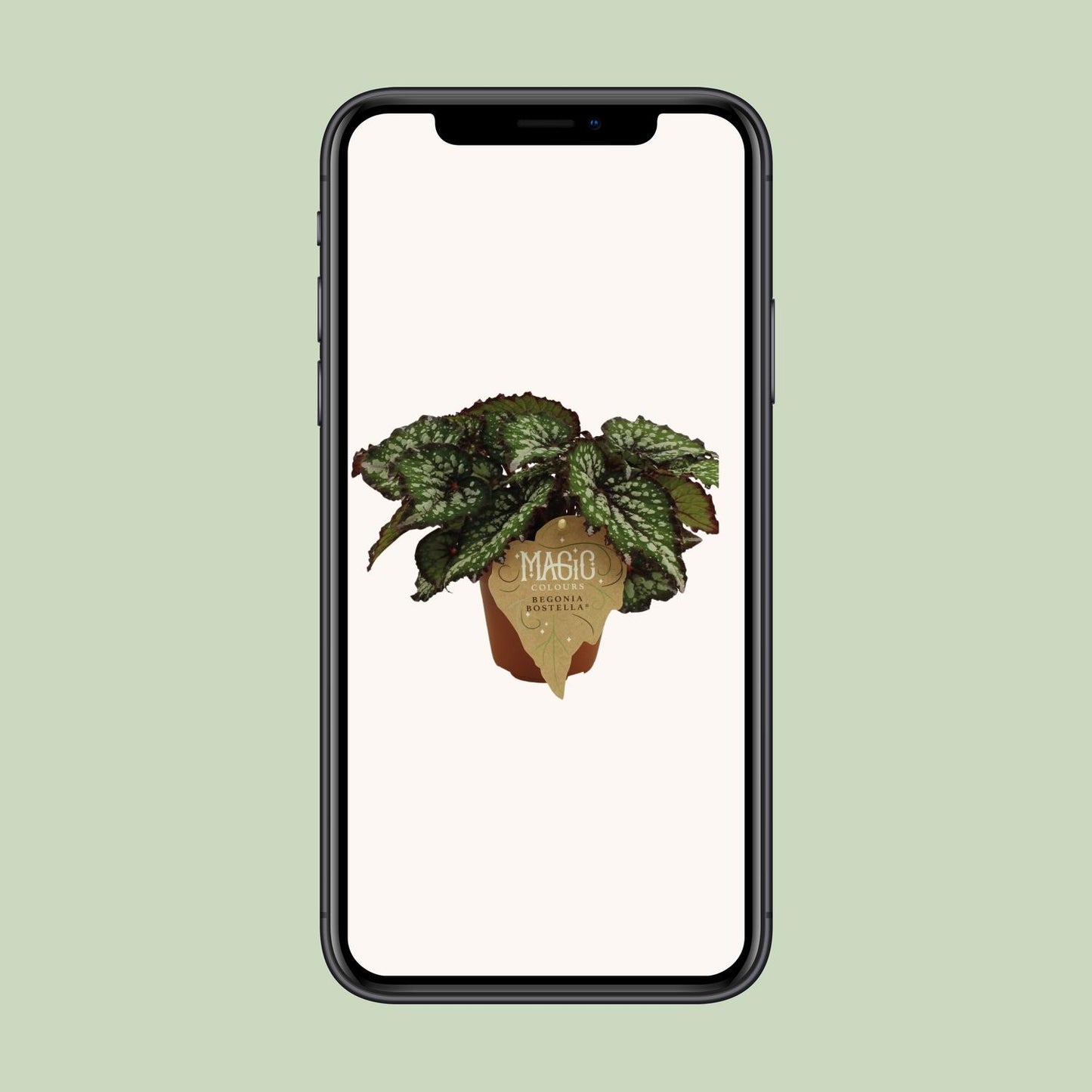 Begonia Rex Bostella - Ø12 ↕25 - Pflanzfix24