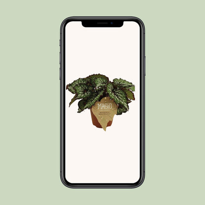Begonia Rex Bostella - Ø12 ↕25 - Pflanzfix24