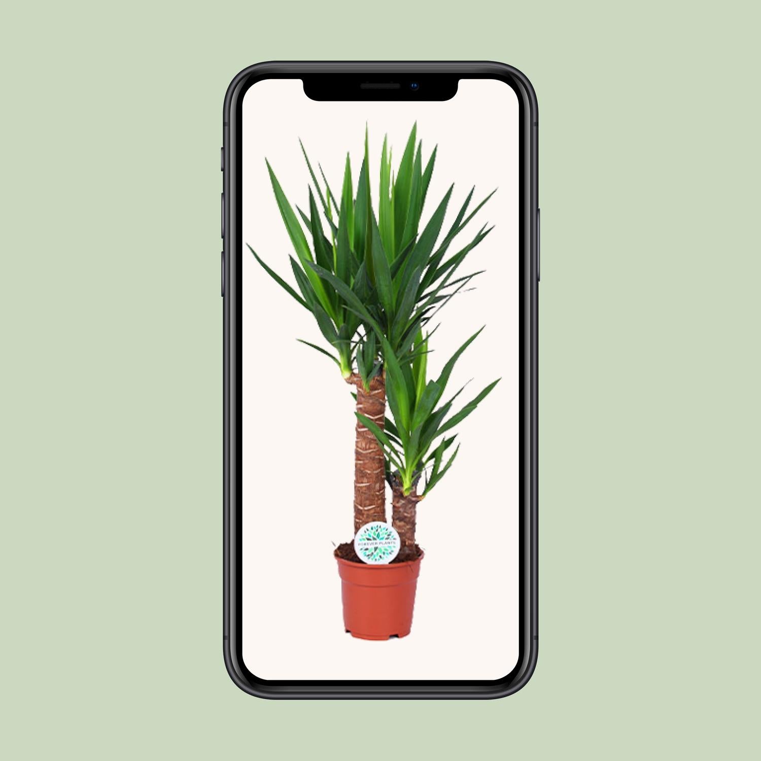 Yucca Pflanze Ø17cm – 80cm hoch | Pflanzfix24.de - Pflanzfix24.de