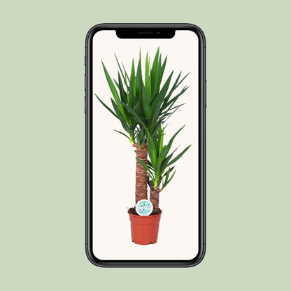 Yucca Pflanze Ø17cm – 80cm hoch | Pflanzfix24.de - Pflanzfix24.de