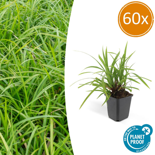 60x Carex morrowii Irish Green Ø9cm – Pflanzfix24