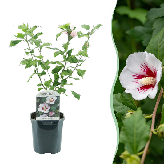 Pflanzfix24.de - Hibiscus syriacus Hamabo - 1 Pflanze - Laubabwerfend - Topf 17cm - Pflanzfix24.de