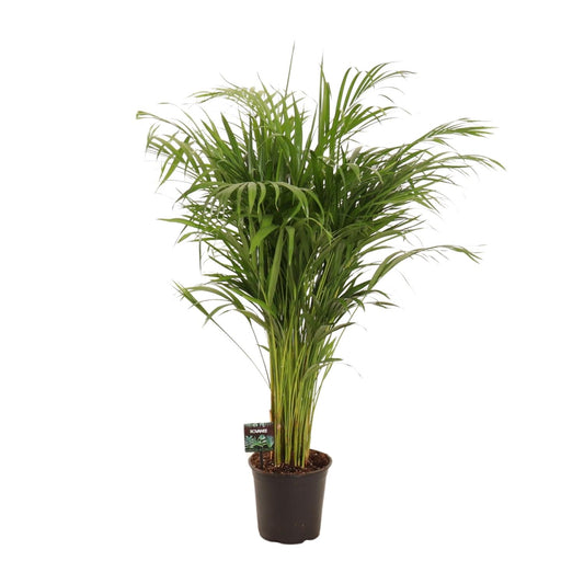 Dypsis Lutescens - Ø21cm - ↕110cm - Pflanzfix24